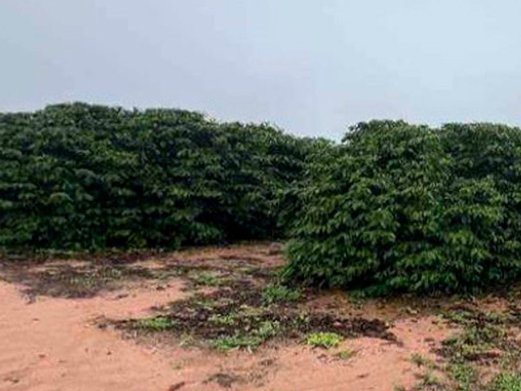 Sítio com 12 ha - Garça-SP - Sítio Nossa Senhora Aparecida - Zona Rural