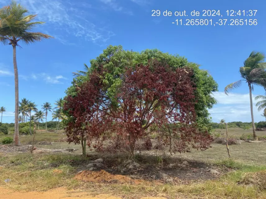 Terreno à venda em leilão