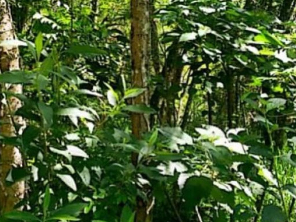 Parte Ideal de (2/11 avos) sobre Área de Terras com 22.550 m² (Condomínio Nova Suíça) - Bairro dos Lopes - Valinhos - SP